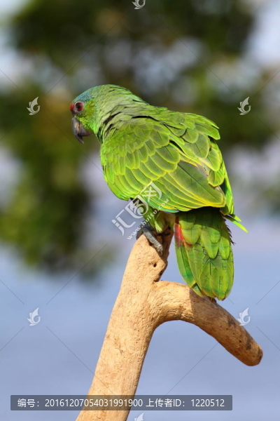Green,Parrot自然背景