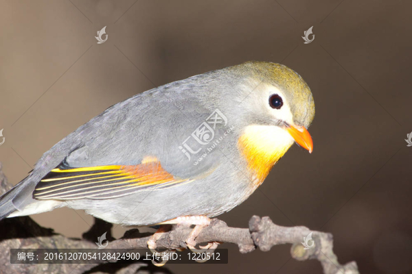 紅嘴相思鳥