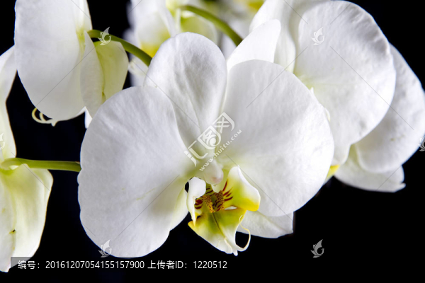 白蘭花