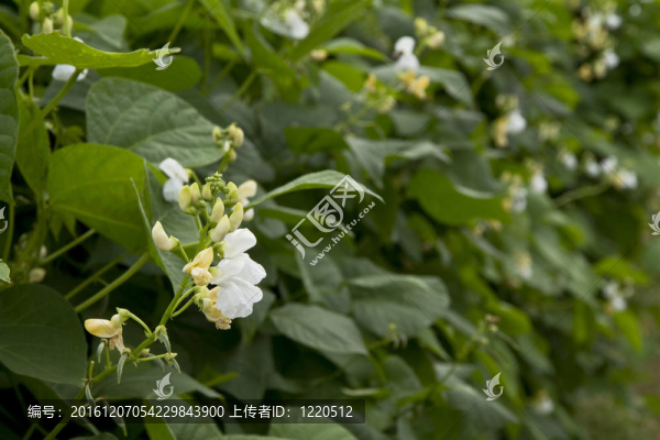 豆類植物的生長