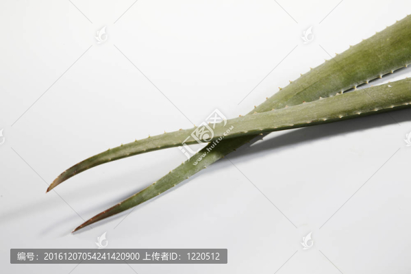 阿洛韋拉