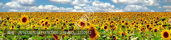 精彩的全景向日葵的夏天