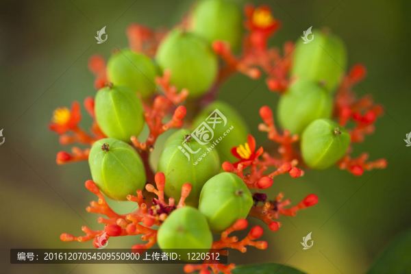 熱帶植物