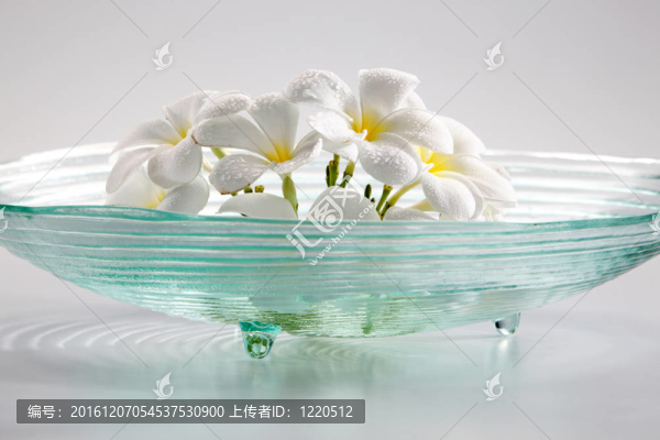 雞蛋花