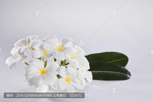 素馨花