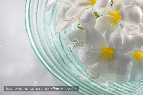 雞蛋花