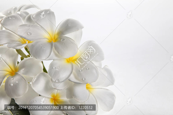 素馨花