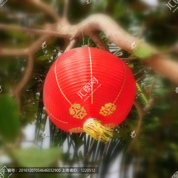 懸掛在熱帶環(huán)境中的中國式燈籠