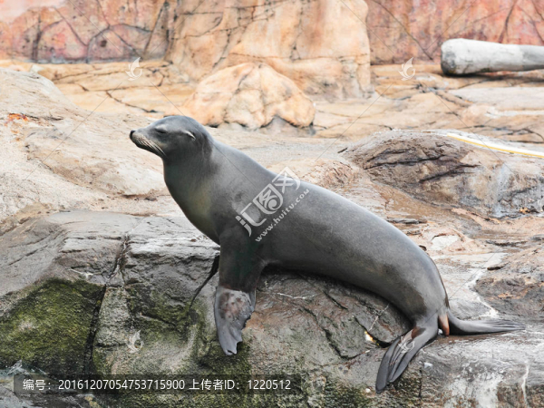 海獅