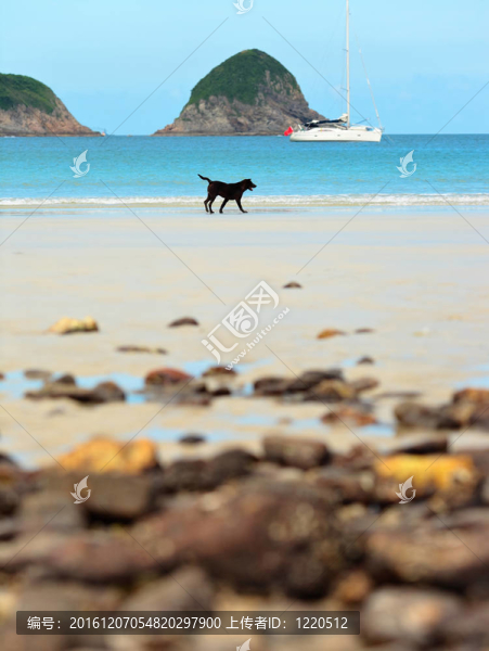 狗在海灘上