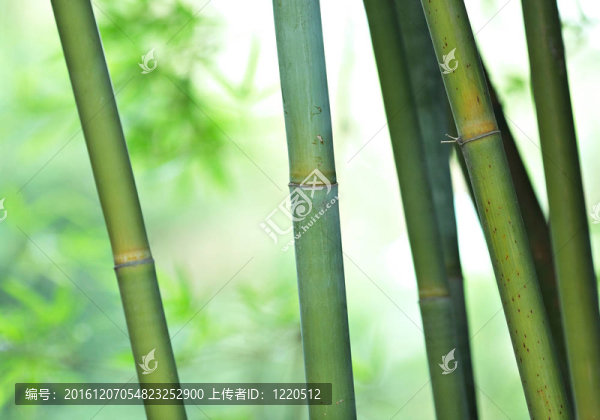 竹