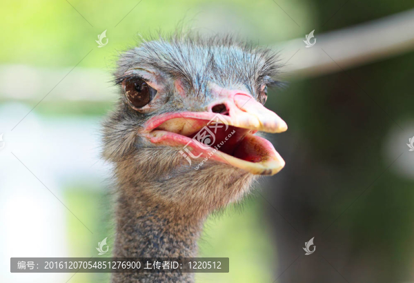 鴕鳥
