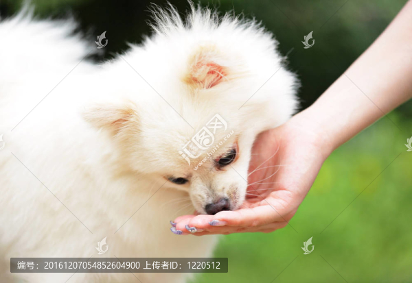喂狗
