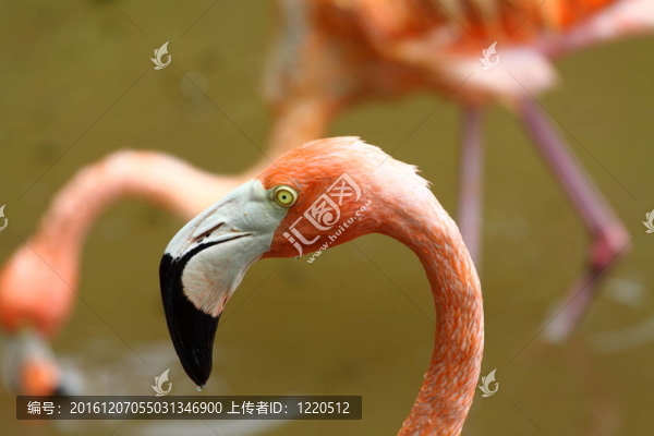 一個(gè)加勒比火烈鳥(niǎo)的肖像
