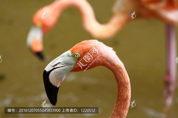 一個(gè)加勒比火烈鳥的肖像