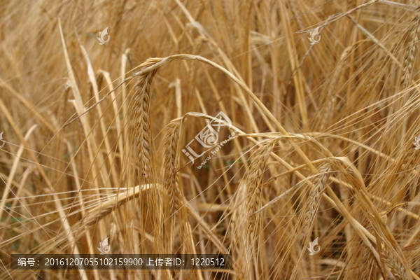 玉米田