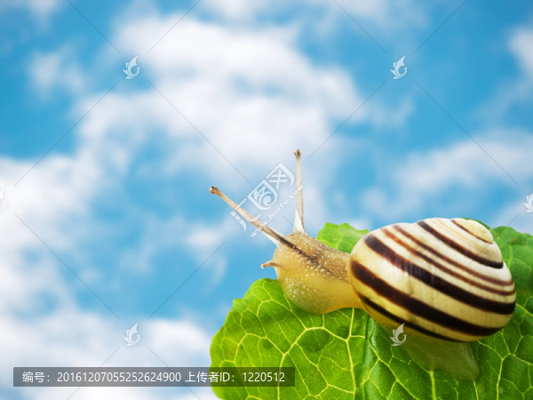 天空和蝸牛