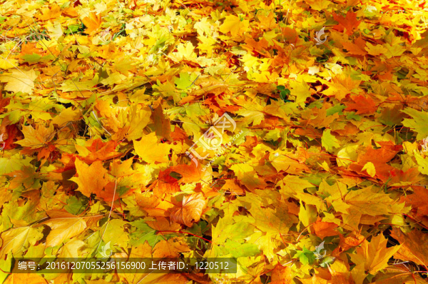 秋天樹葉的奇妙地毯。
