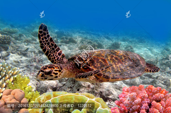 綠色海龜在海洋中游泳