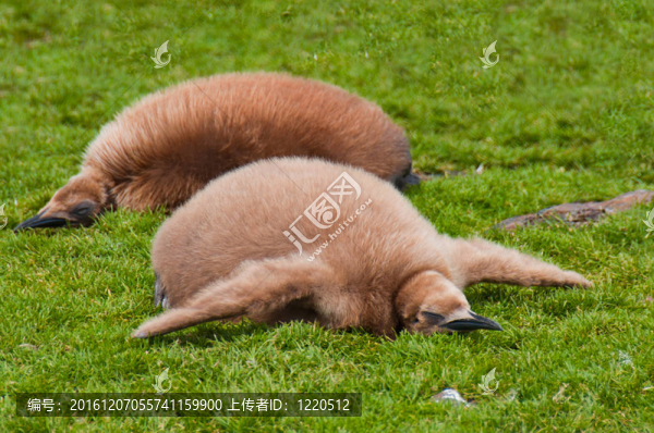 兩只企鵝企鵝