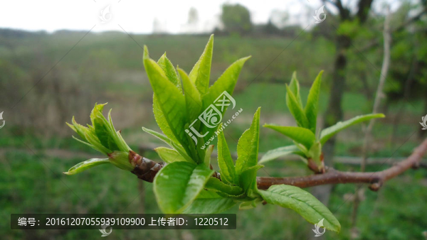樹(shù)上春天的傳單