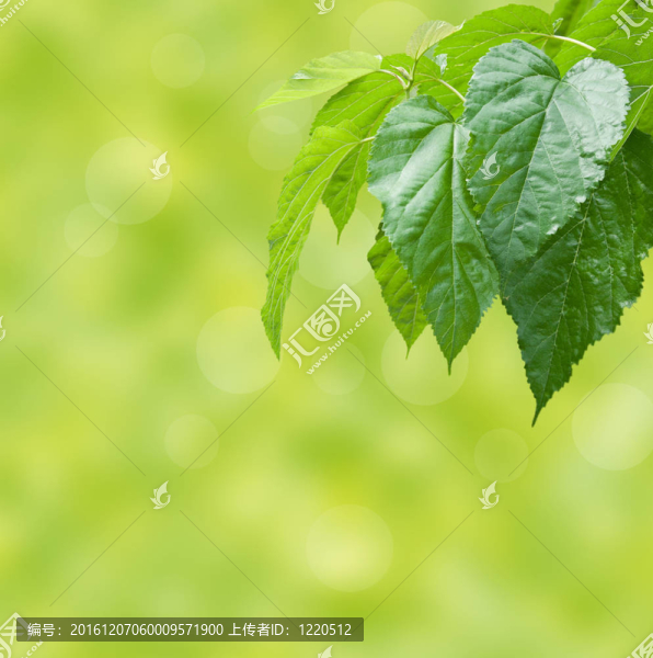 鮮綠色的背景