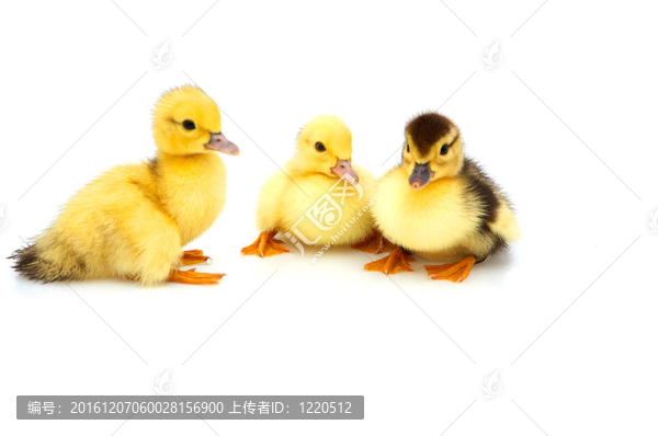 三只小鴨
