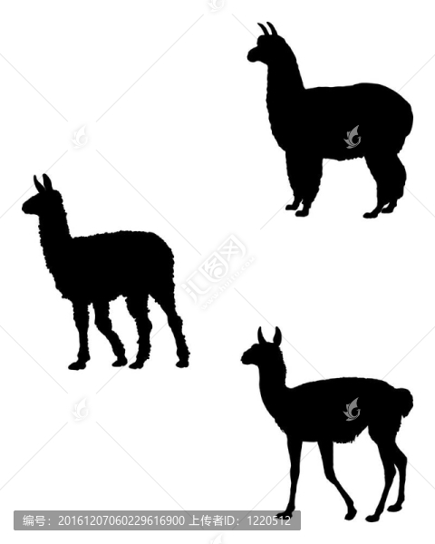 喇嘛；羊駝；Guanaco