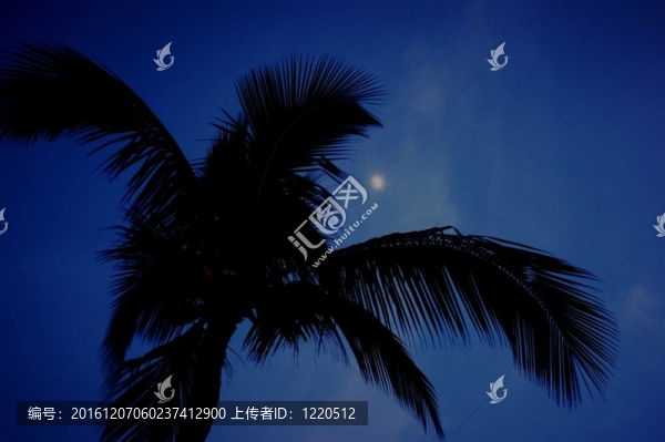 Moon通過棕櫚樹