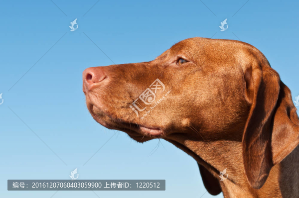 凝視獵犬狗（匈牙利指針）