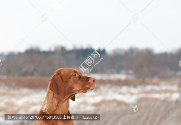 冬季維茲拉犬狗的肖像