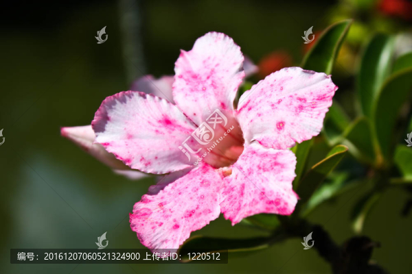 粉紅色的花