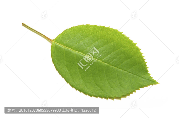 葉