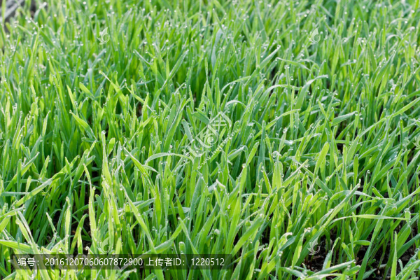 草和露水