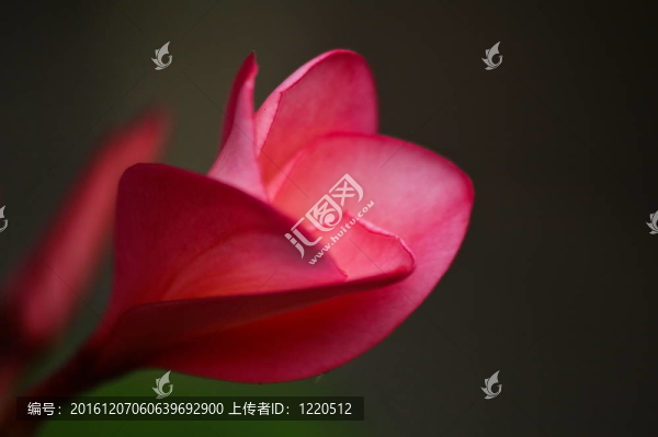 粉紅色的雞蛋花