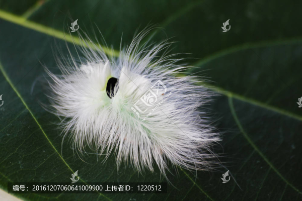 蠕蟲(chóng)有美麗的白色羽毛