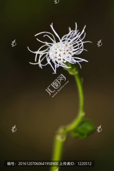 黑色田野中的花