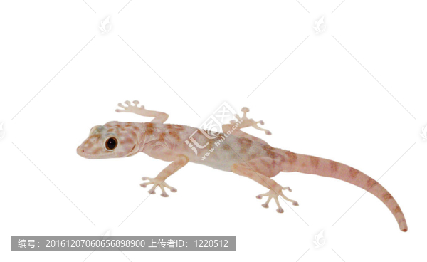參差不齊的壁虎