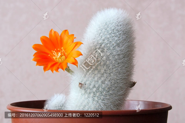 盛開(kāi)的仙人掌