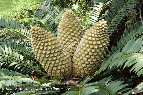 蘇鐵球果特寫