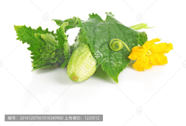 新鮮的黃瓜