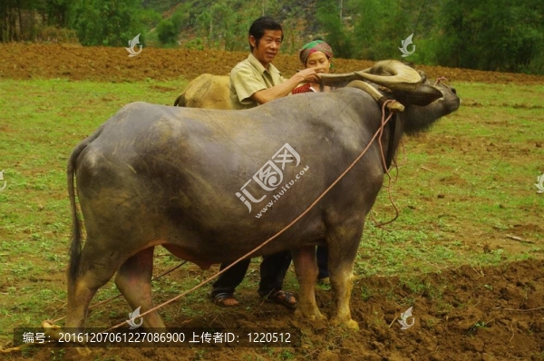 白苗族男性