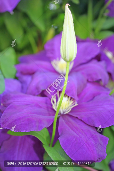 丁香花