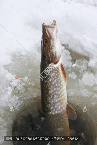 北梭魚冰釣