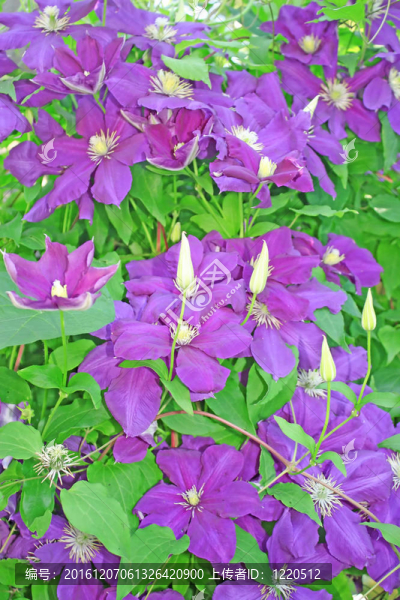 丁香花