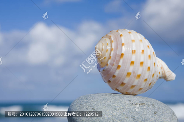 海邊的貝殼