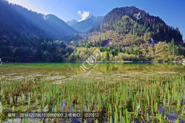 在九寨溝谷山湖的早晨；四川；中國