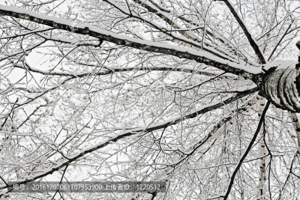 白雪覆蓋的樹枝