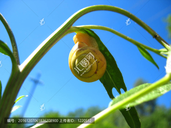 蝸牛和植物