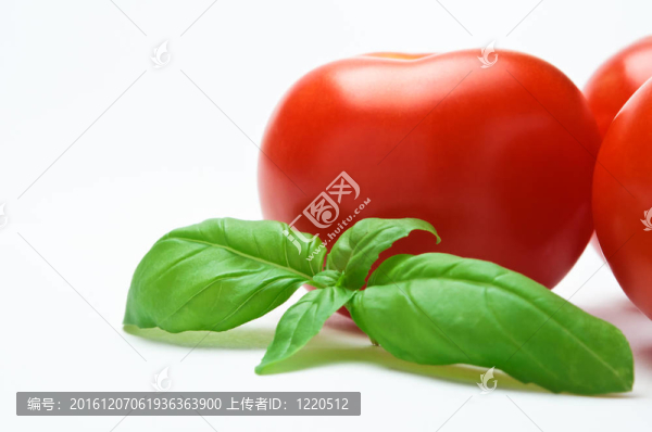 新鮮的西紅柿和羅勒